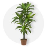 Lighting & Decor Deals